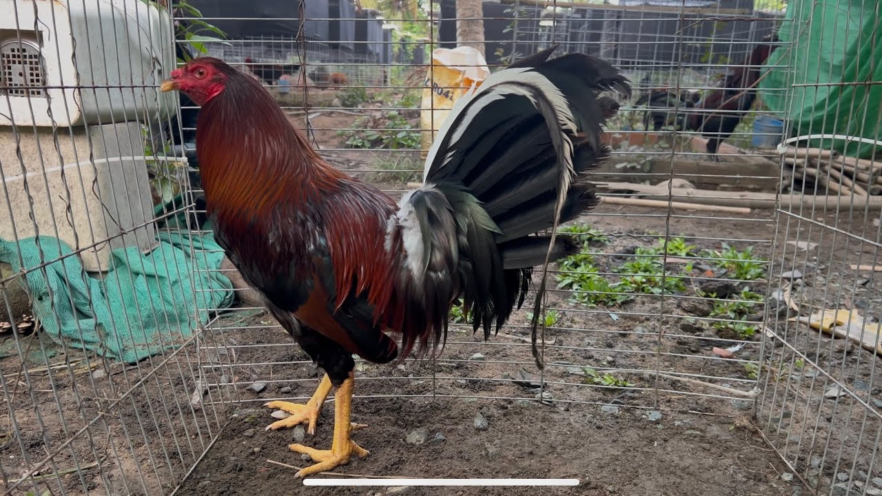 TOP NÒI MỸ PERU VIP TRẠNG LỚN TIỀN LỚN 