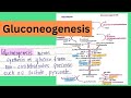 | Gluconeogenesis | Gluconeogenesis pathway | Carbohydrates Metabolism | Biochemistry |