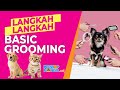 Langkah  langkah basic grooming  petshop indonesia