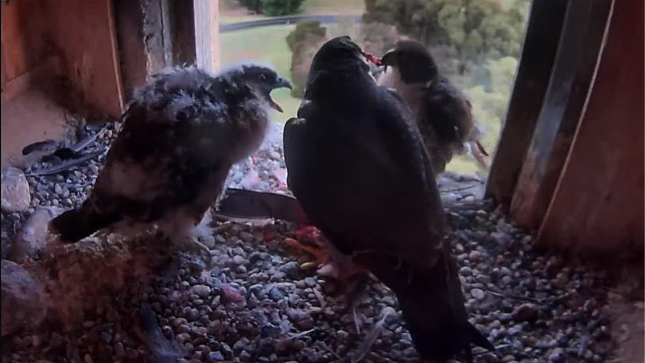 FalconCam Project🪽 Diamond Feeds BOTH 🐥Girri AND mate Gimbir🪶 Full Meals🙃 2025 Dec 11