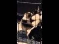 24 day old husky bubba playing with mama bear.