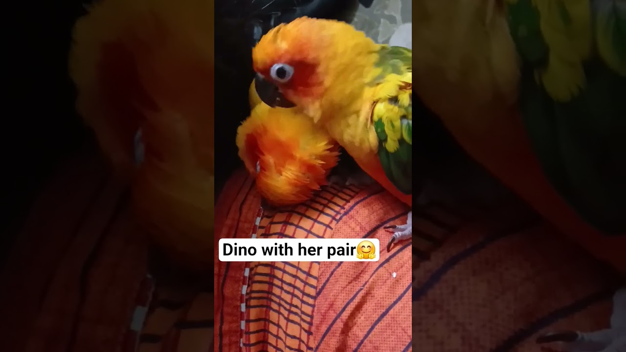 Dino Pair name coming soon 🤗🤗🤗🤗