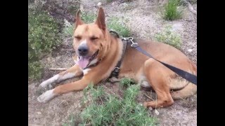 German Shepherd and Pit bull mix "Trunks" Profile