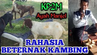 BUDIDAYA KAMBING - AYAH MANJEL