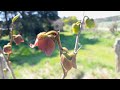 Pawpaw in bloei en uitleg over rassen en bloemen top5 lekkerste fruit