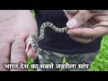 अजगर सांप और रसल वाईपर सांप का अंतर Difference between Rock python snake and russell viper snake