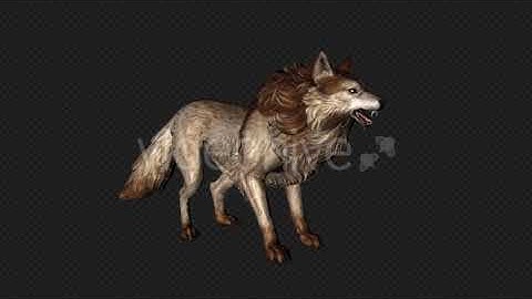 Wolf Idle Packone 7 In 1 | Motion Graphics - Envato elements