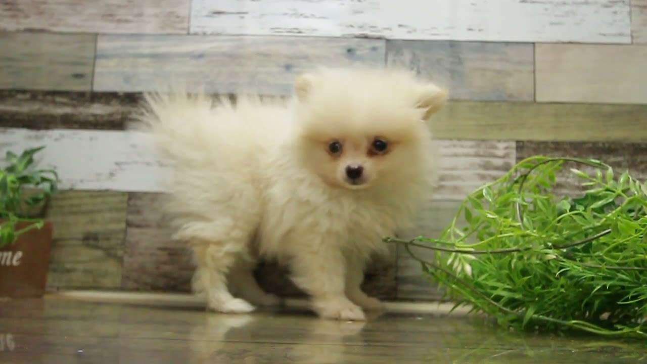 ポメラニアン クリーム 男の子 子犬販売 詳細 ペットショップ ワンラブ ポメラニアン クリーム 男の子 子犬販売 詳細 ペットショップ ワンラブ