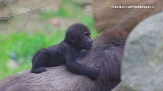 Jameela the gorilla from the Cleveland Zoo makes her WKYC debut