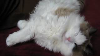 Cat sleep hour by Catcafe 6 views 7 years ago 41 seconds