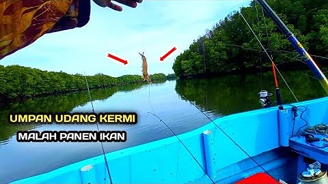 Sunguh Di Luar Dugaan. Umpan Udang Kermi Malah Dapat Banyak Ikan.