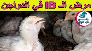 تعرف على مرض الـ IB في الدواجن .. أعراضه وطرق الوقاية والعلاج