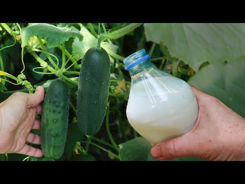 Video: Sok od kiselih krastavaca za rast biljaka - razlozi za sipanje soka od kiselih krastavaca na biljke