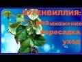 Бугенвиллия: размножение, уход, перевалка.