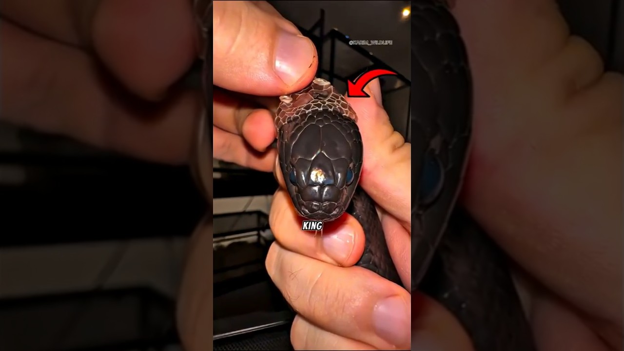 Helping a King Snake Shed Its Skin (@karim_wildlife)