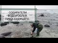 Собираю водоросли в Норвегии. Пища будущего? Орешки с водорослями.