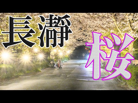 【夜桜】長瀞 北桜通 ライトアップ