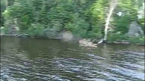 Eagle Grabs Walleye - Red Lake Ontario