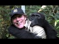 Gorilla reunion damian aspinalls extraordinary gorilla encounter on gorilla school