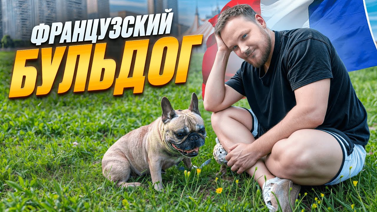 ВСЕ ПРО ПОРОДУ ФРАНЦУЗСКИЙ БУЛЬДОГ | ПЛЮСЫ И МИНУСЫ ПОРОДЫ | ПОЧЕМУ ЛУЧШЕ НЕ ЗАВОДИТЬ ФРАНЦУЗА