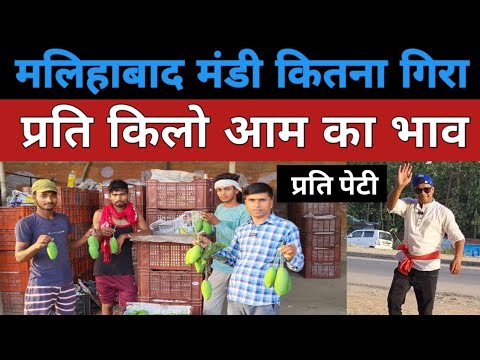 Malihabad mango mandi update 2024 | malihabad mango rate | india mango mandi | malihabad mango plant