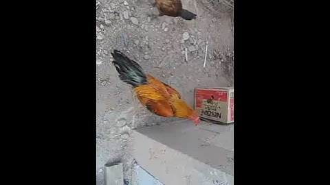 Mus ua lau txiv qaib nyob Luang numtha