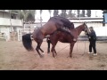 Quarter horse x Andaluz