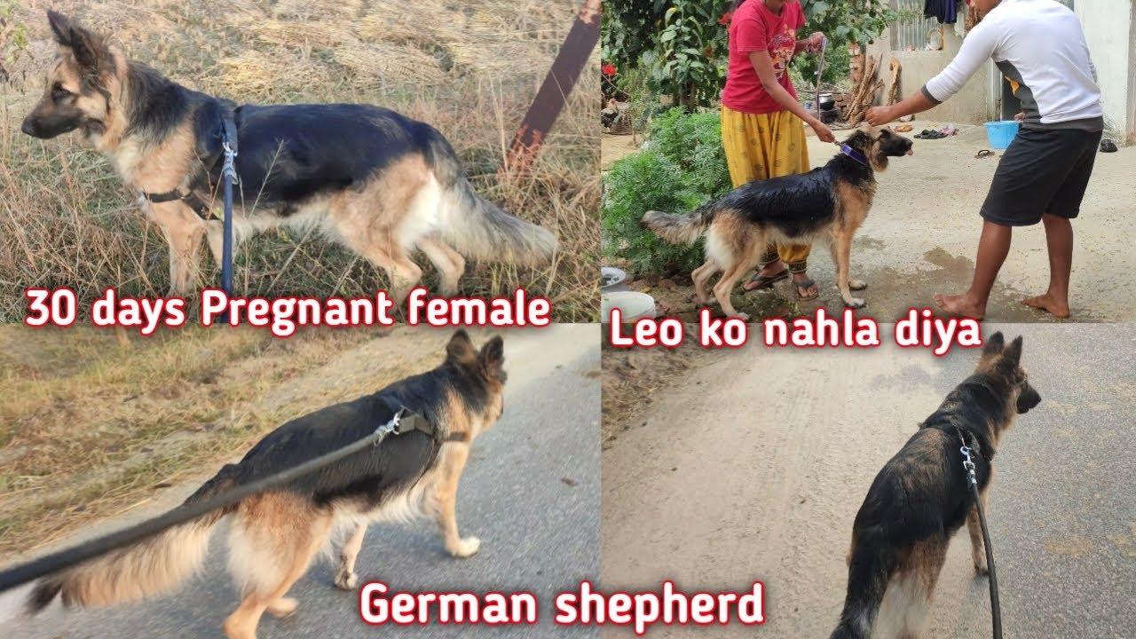 leo-ka-pregnancy-confirm-ho-gya-pregnant-german-shepherd-dog