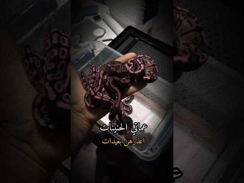 عماتي الحنينات ستوريات انستا كيوت بدون حقوق