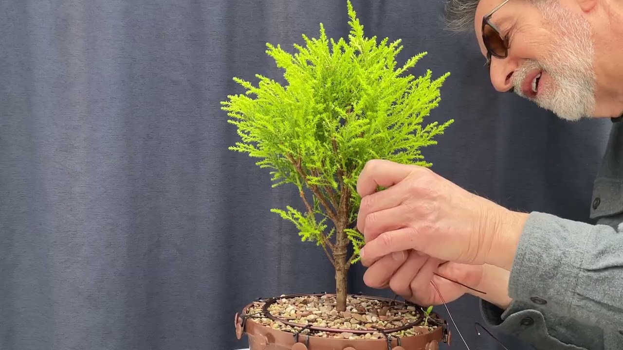 Обрезка лимонного кипариса для придания ему формы. 11 февраля 2026 г.