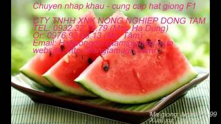 Bán hạt giống dưa hấu F1-Trái tròn-Hạt giống dưa hấu Thailand