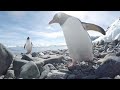 Cheeky Penguin Tries To Steal Camera