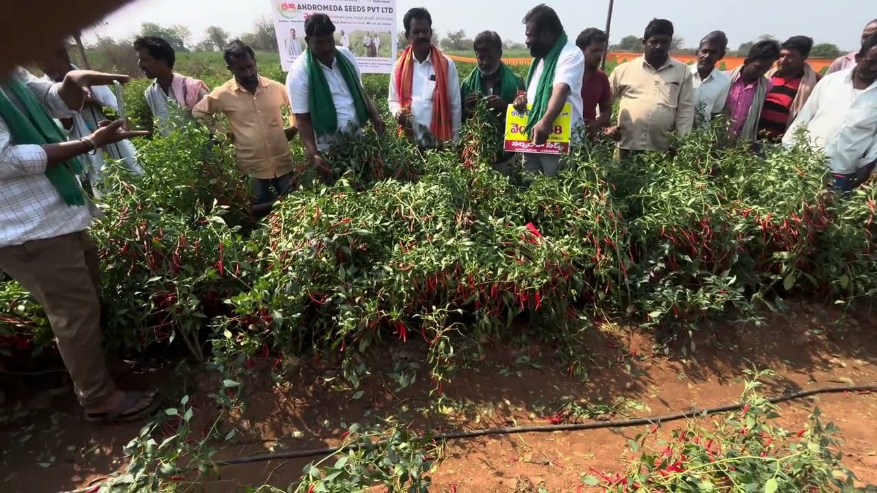 #andromedaseeds company veraity venky568 TEJA 