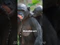 "Fascinating Facts About Bonobos You Didn't Know! #bonobo #africananimals #wildlife