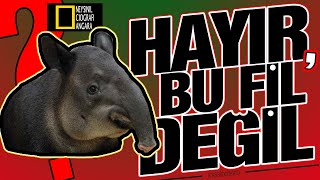 NEYE BENZEDİĞİ BELLİ DEĞİL (Tapir Belgeseli) Resimi