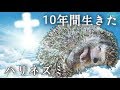 【最期の一週間】10年間生きたハリネズミ Hedgehog that has lived for 10 years