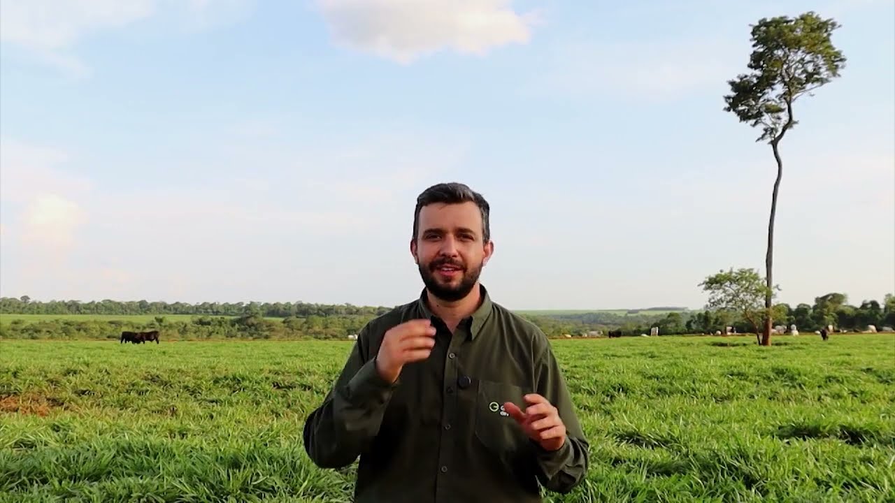 QUAL É O MELHOR CAPIM PARA FAZER O PASTEJO ROTACIONADO