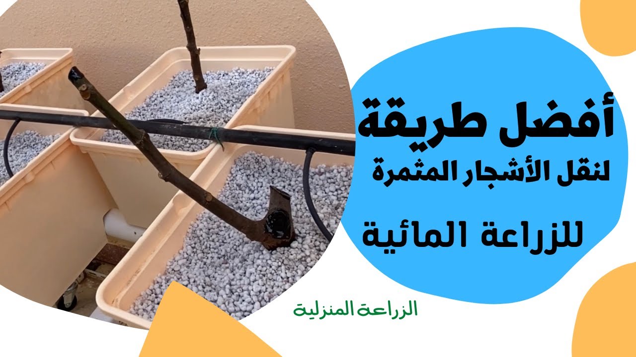 طريقة نقل أشجار التين الى نظام الزراعة المائية الدتش باكت ٢٥ يناير ٢٠٢٢