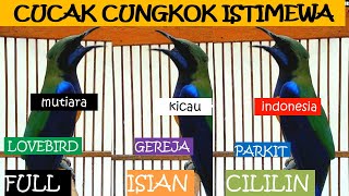 Cucak Cungkok Full Isian ~ Cililin Lovebird Gereja Parkit ~ Untuk Murai Cucak Ijo Kacer Cendet Anis