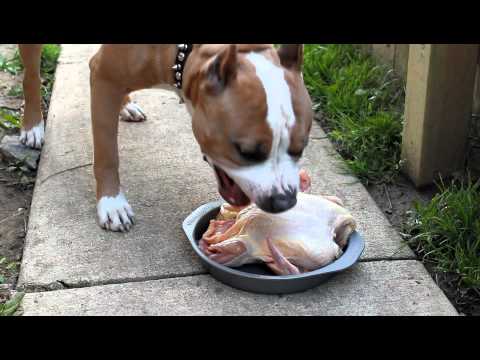 best food for bully pitbulls