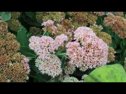 Video: Sedum “Vera Jameson” informācija - Veras Džeimsones Sedumas audzēšana dārzā