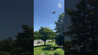 ‘Holy Cow!’ Bald eagle swoops down, snatches squirrel in Lancaster County neighborhood