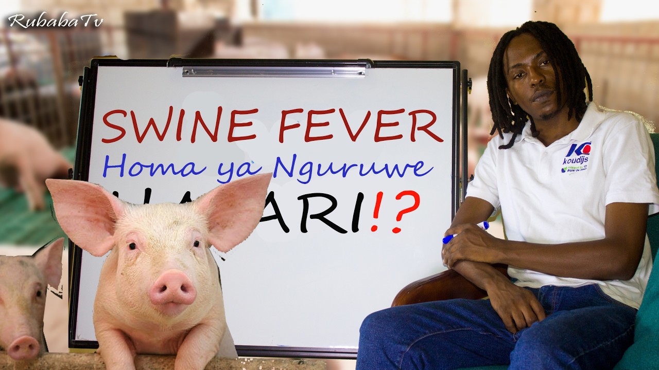 Homa ya Nguruwe (Swine Fever): Ugonjwa Hatari Usio na Tiba wala Chanjo