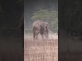 Elephant Charge Wildlife View 1million Love Rajajinationalpark Tiger Animals Lifestyle
