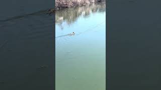Some ducks I saw yesterday #duck #ducks #duckshorts #duckshort #duckvideos #duckvideo