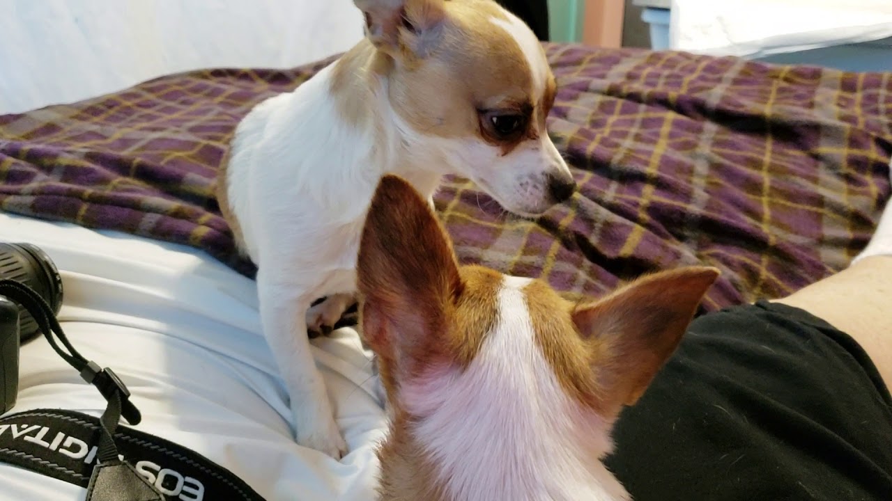 camera iphone 8 plus apk Jealous chihuahua