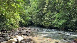 Real Video Not AI - Deep Forest River ASMR – Natural Water Sounds for Peaceful Sleep
