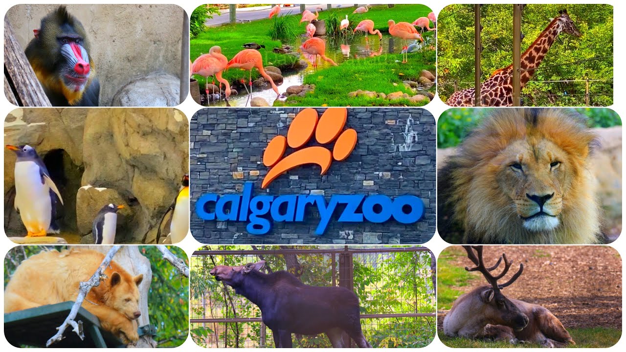 Calgary Zoo Canada Summer trip 2020 Prehistoric parkCalgary zoo