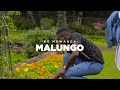 Kg Mkwanda  Malungo Official Video Damzy Shot It