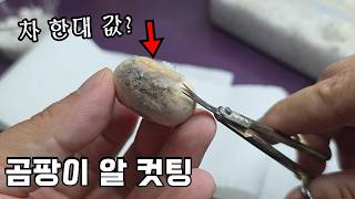 곰팡이 알 컷팅 했는데...알고보니 차 한대 값 입니다..ㄷㄷ
